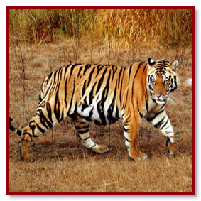 bandhavgarh wildlife safari - tiger watching