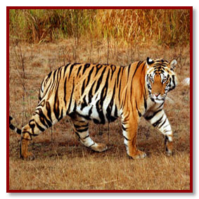 bandhavgarh photo tours