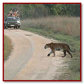 kanha tiger safari