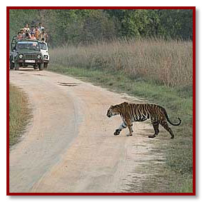 kanha photo tours