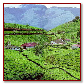 munnar - tea plantations