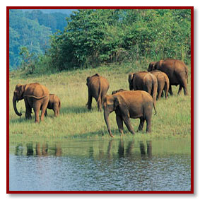 periyar kerala wildlife reserve