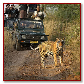 tiger in ranthambore rajasthan