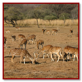 Deers in ranthambore