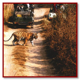 tiger in ranthambore