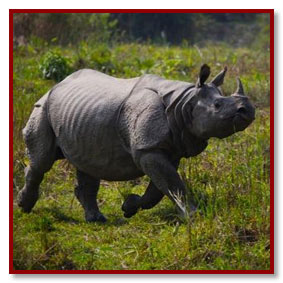 rhino safari - kaziranga assam