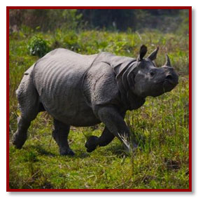 kaziranga rhino park